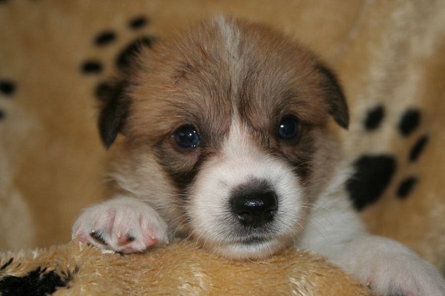 Puppies